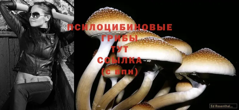 Псилоцибиновые грибы Cubensis  купить  сайты  Агидель 